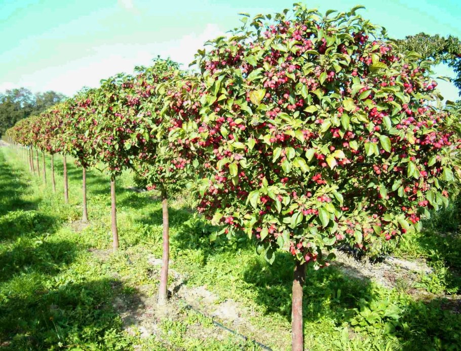 Пирамидальная крона яблони