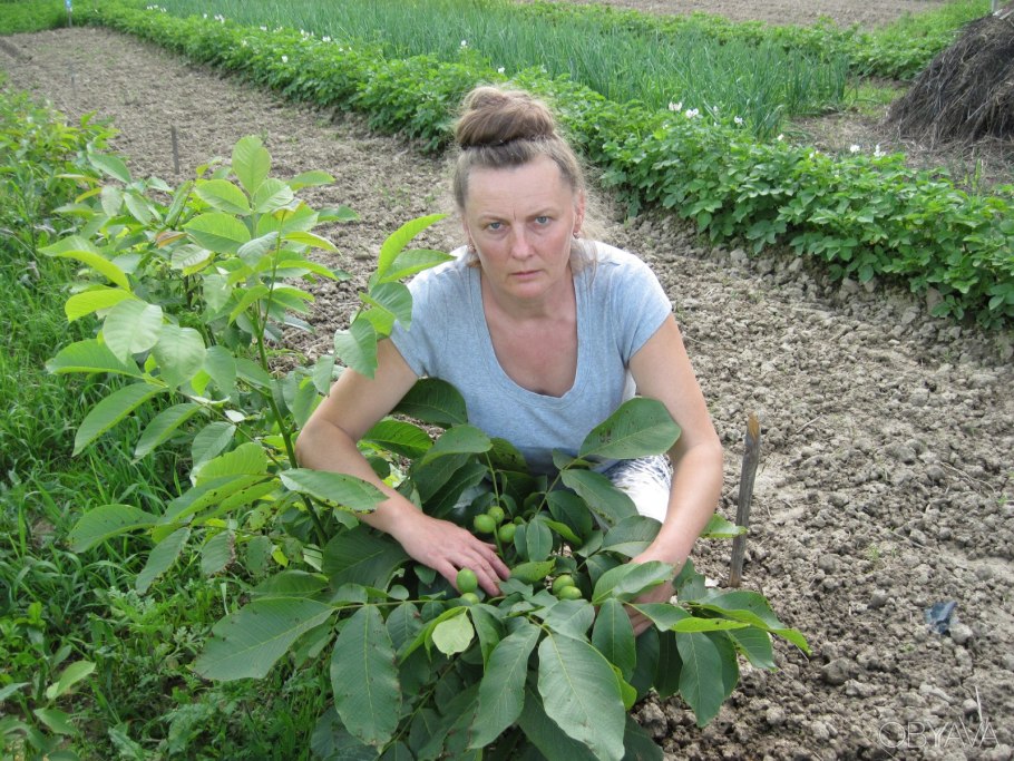 Низкорослые скороплодные грецкие орехи