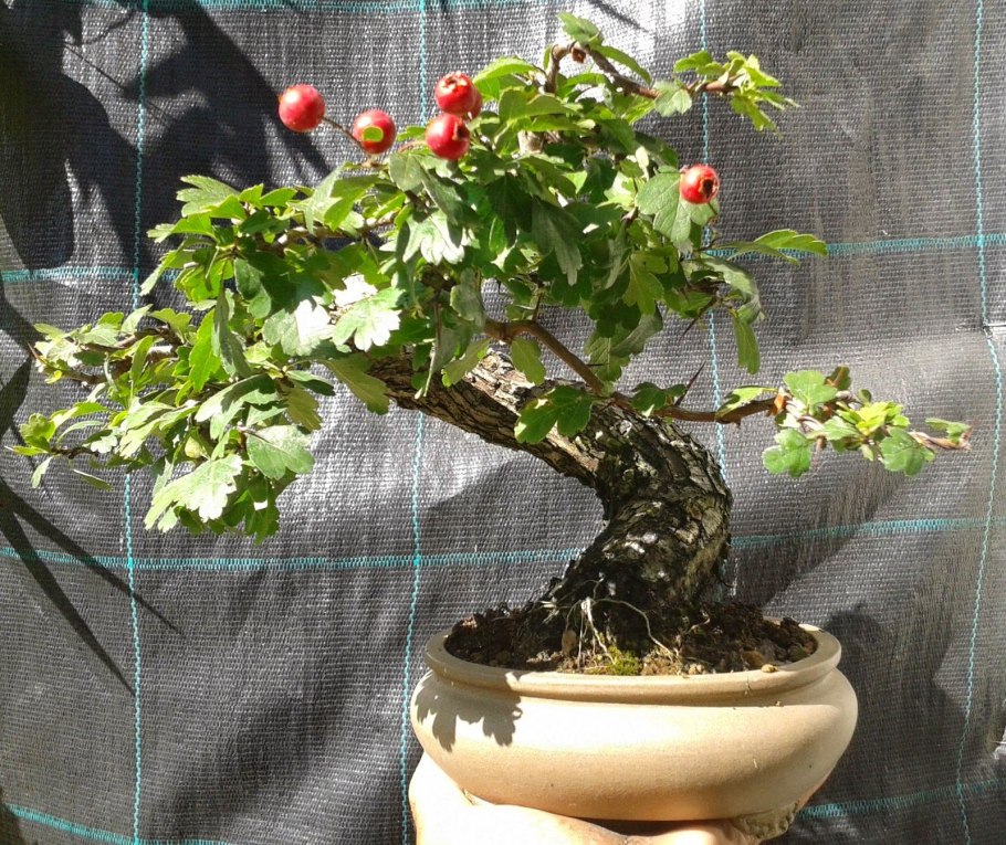 Конский каштан бонсай