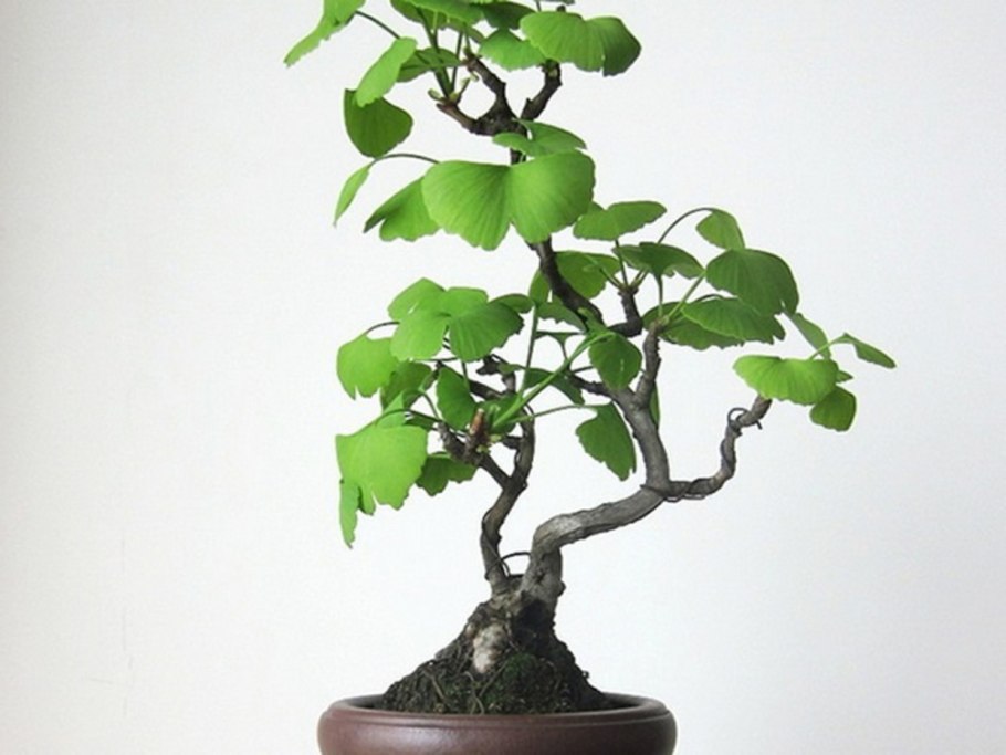 Бонсай из гинкго