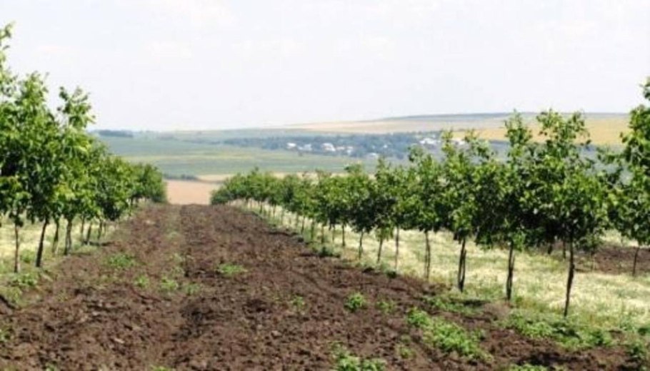 Интенсивные сады ореха Чендлер