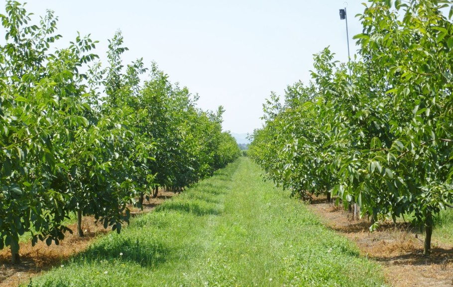 Интенсивный сад грецкого ореха