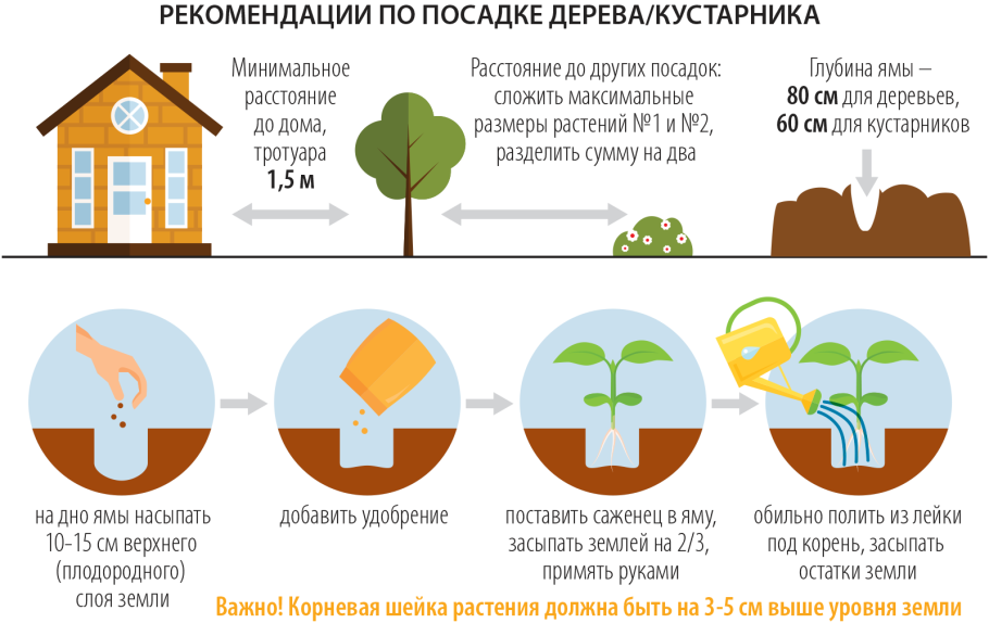 Норма посадки актинидии
