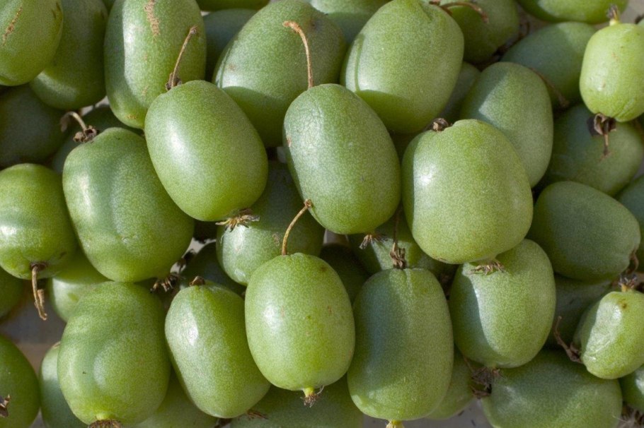 Лиана актинидия