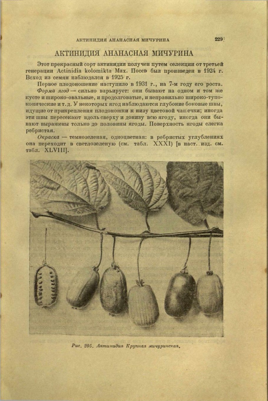 Актинидия доктор Шимановский