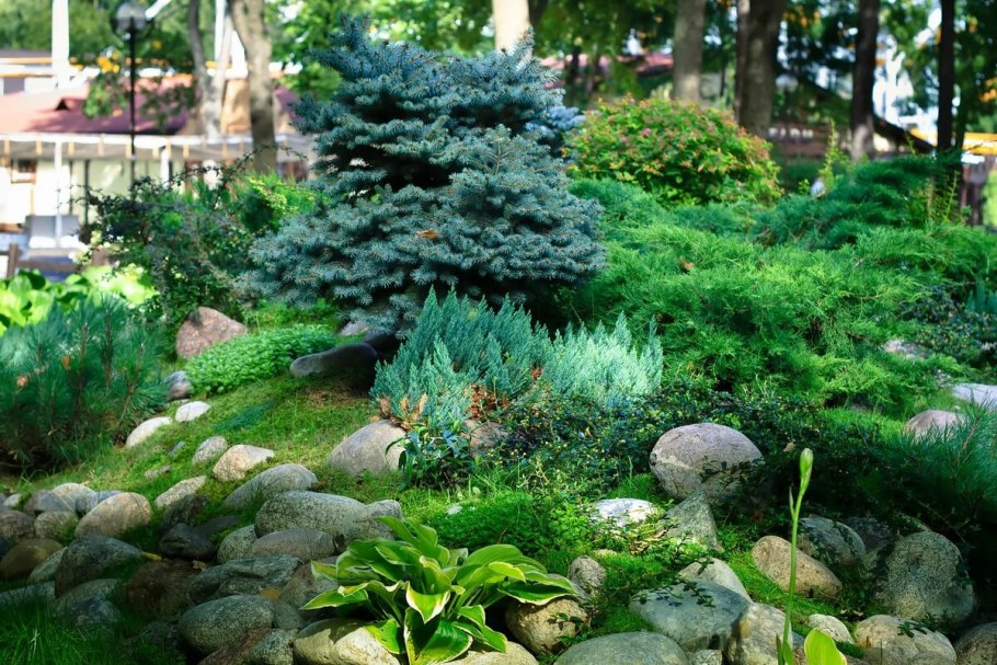 Можжевельник казацкий в рокарии