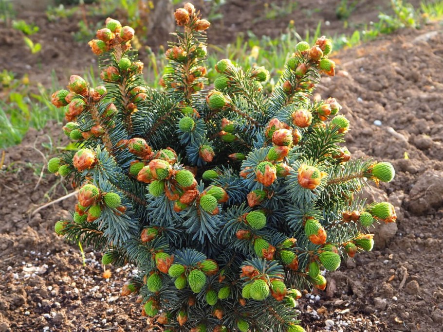 Ель ситхинская Зильберцверг