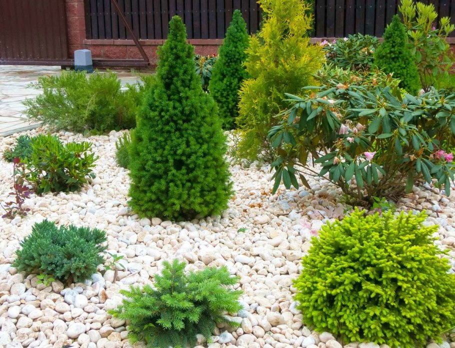 Ель канадская Смарагд