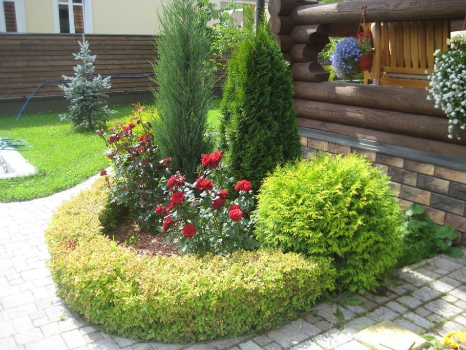 Розарий туя Даника