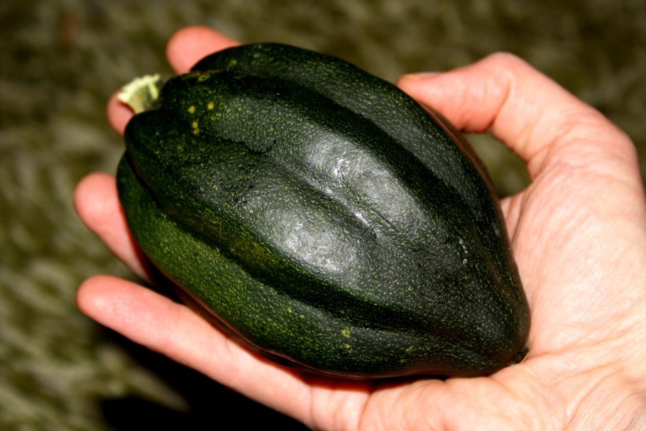 Кабачок Желудь