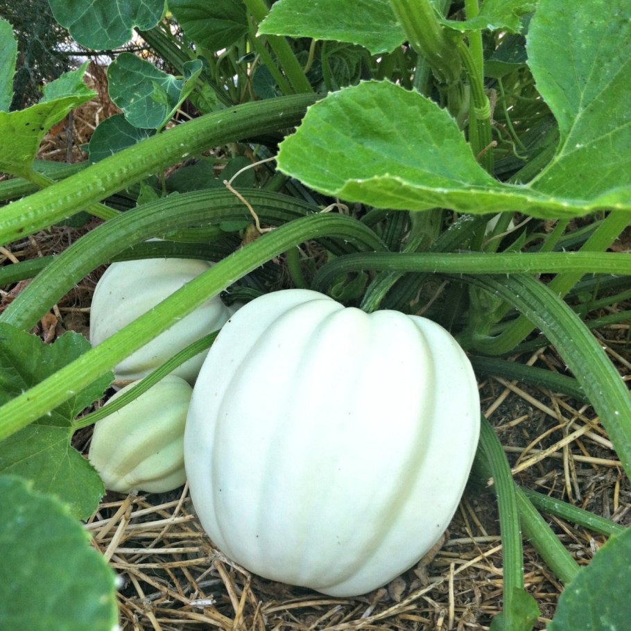 Тыква Акорн белый