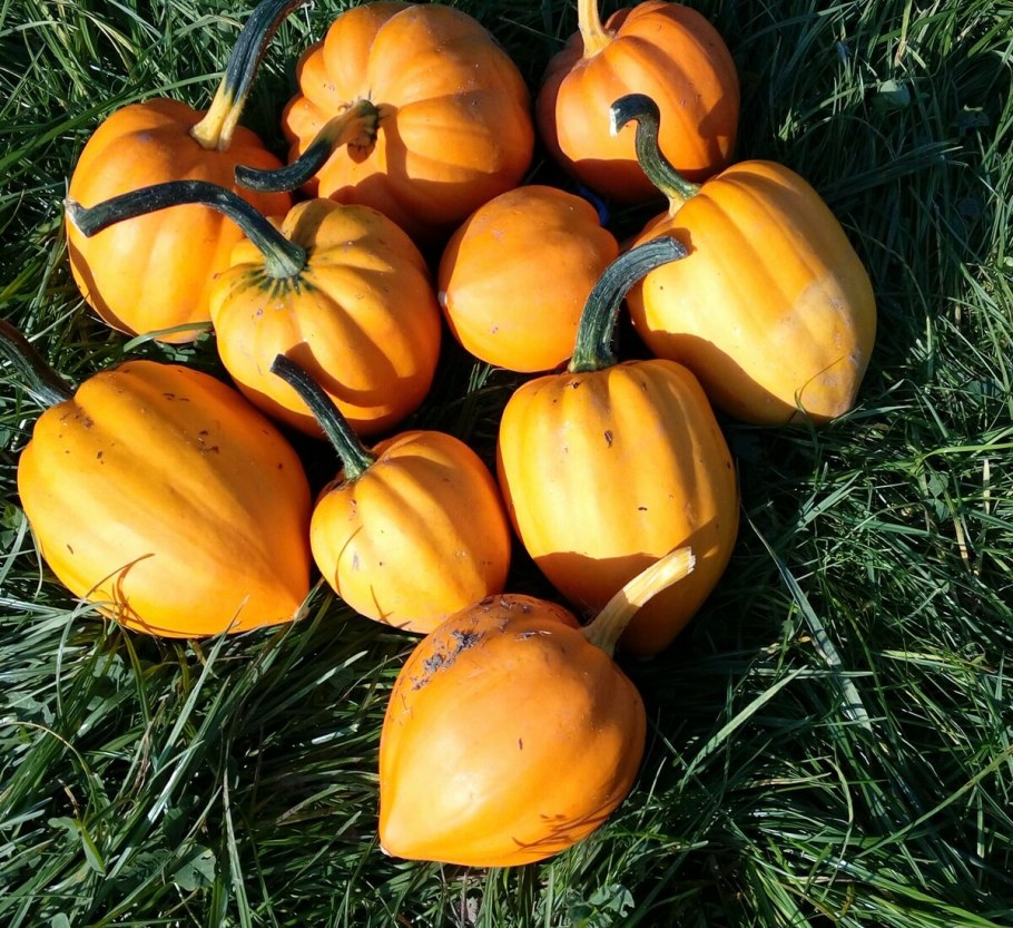 Тыква Нельсон f1