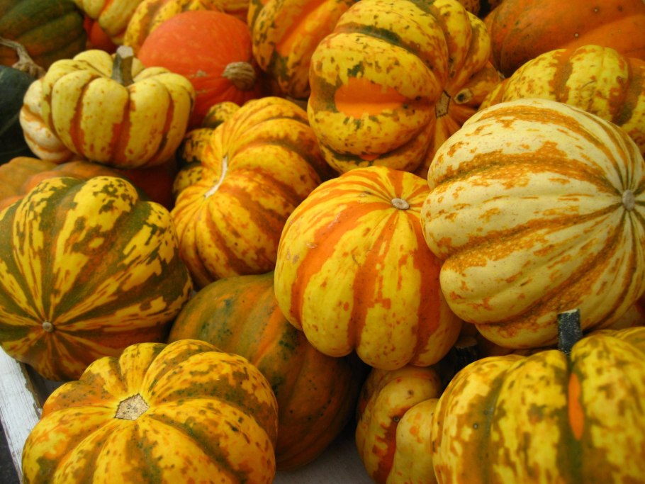 Желудёвых тыкв
