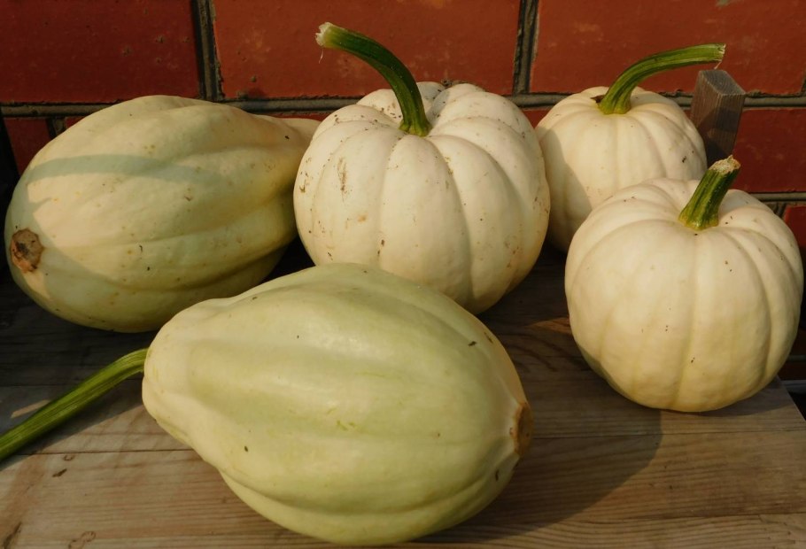 Тыква патиссон белый Желудь