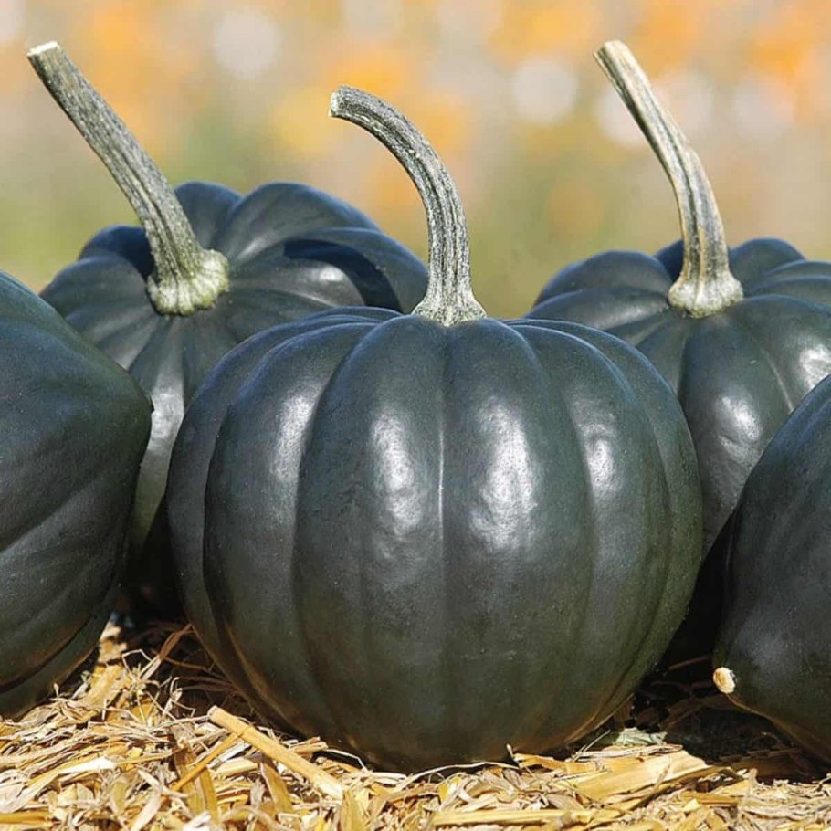 Акорн тыква чёрная