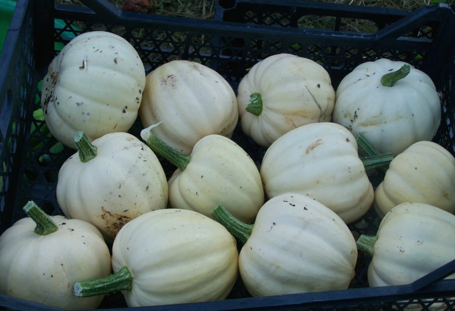 Тыква сорт Акорн