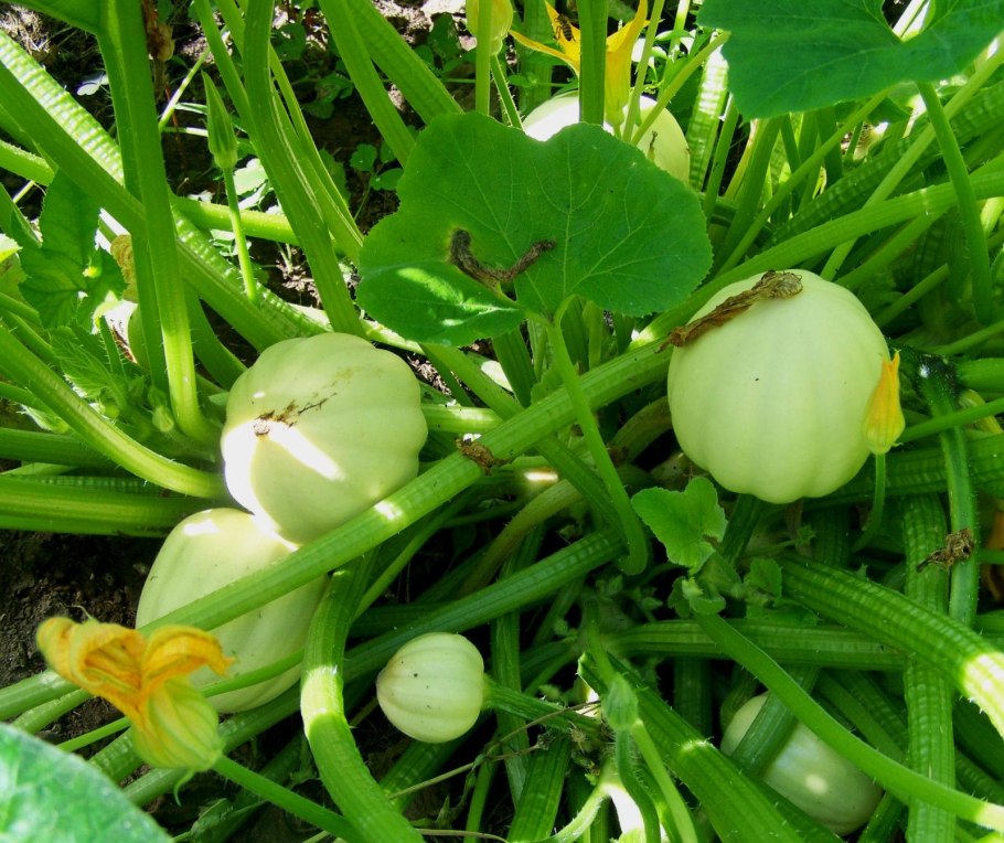 Тыква Акорн Желудь