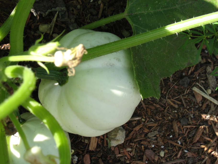 Тыква Желудь