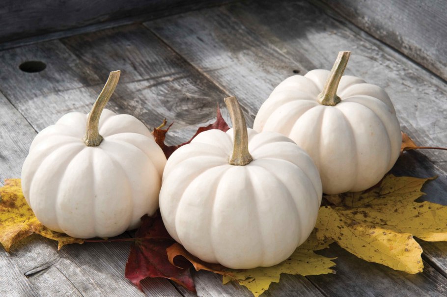 Тыква Желудь