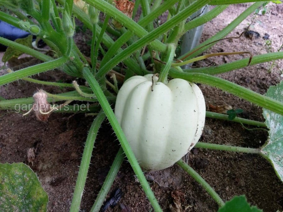 Кабачок ругоза Фриулано