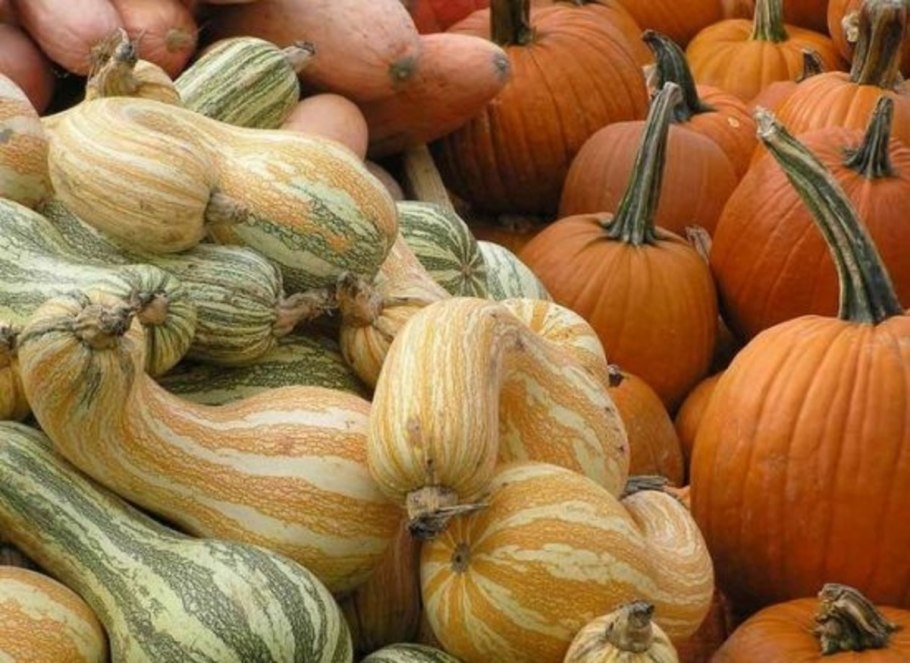 Тыква сорта сквош для диабетиков