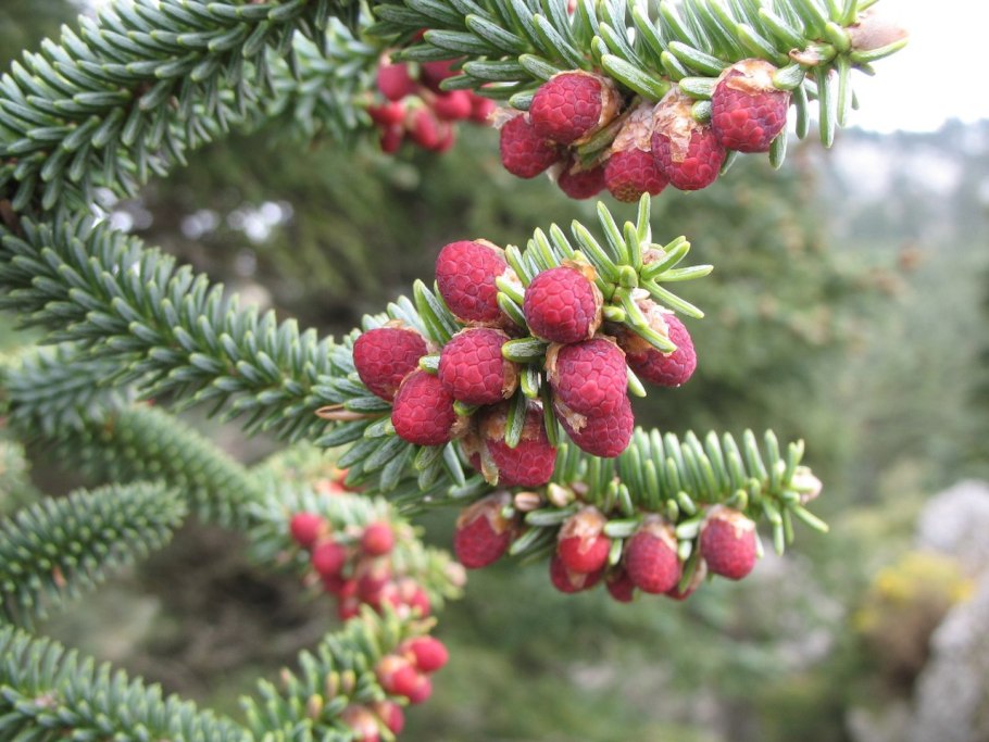 Abies pinsapo Fastigiata