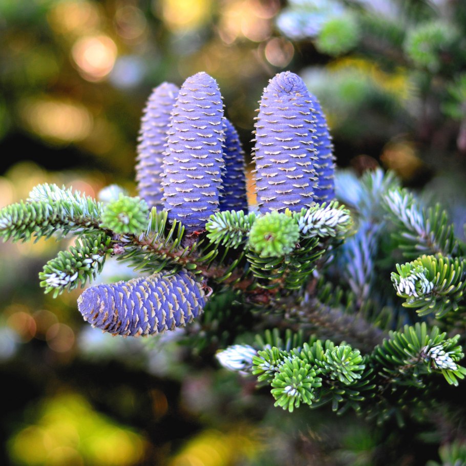 Пихта бальзамическая шишки