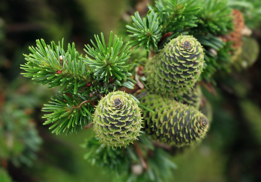 Пихта Сибирская Abies sibirica