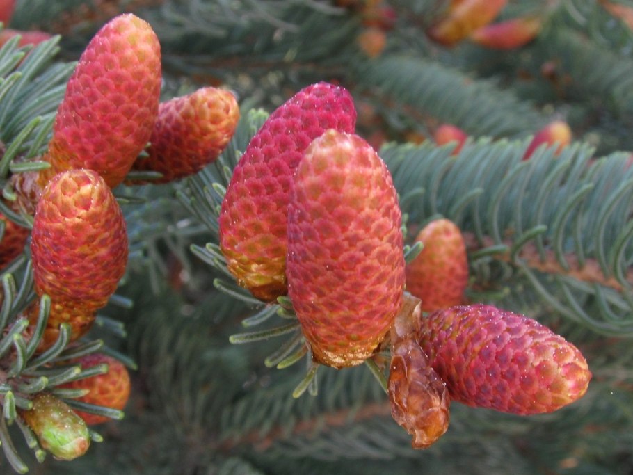 Голосеменные растения хвойные голубая ель