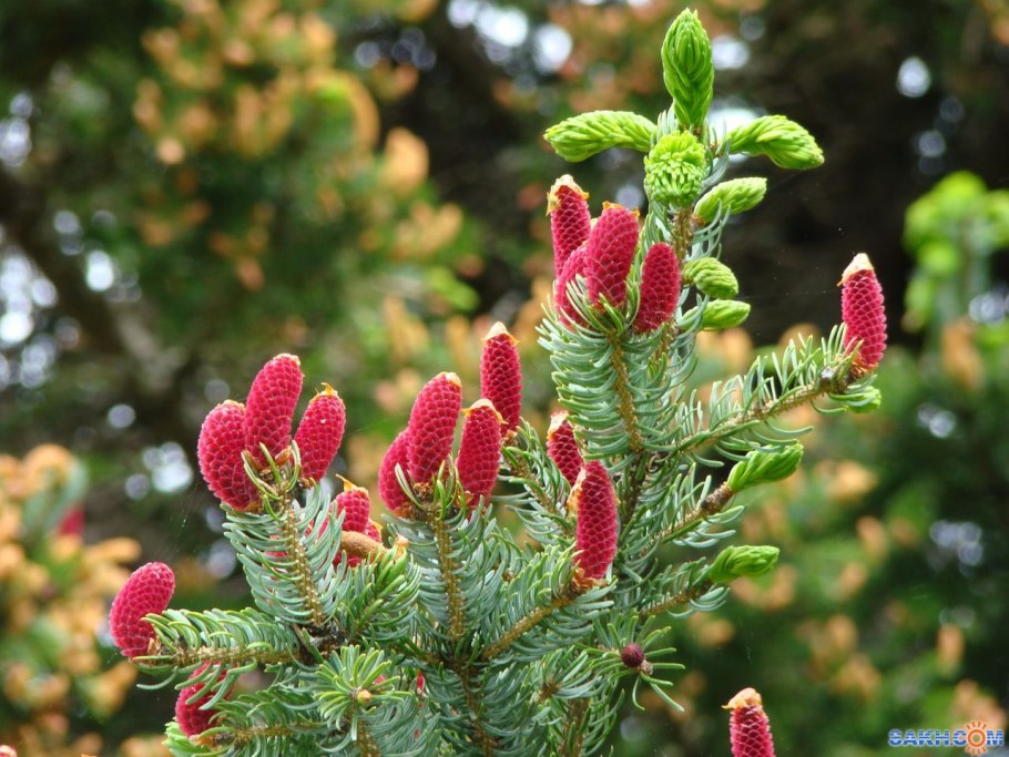 Пихта Кавказская Нордмана шишки