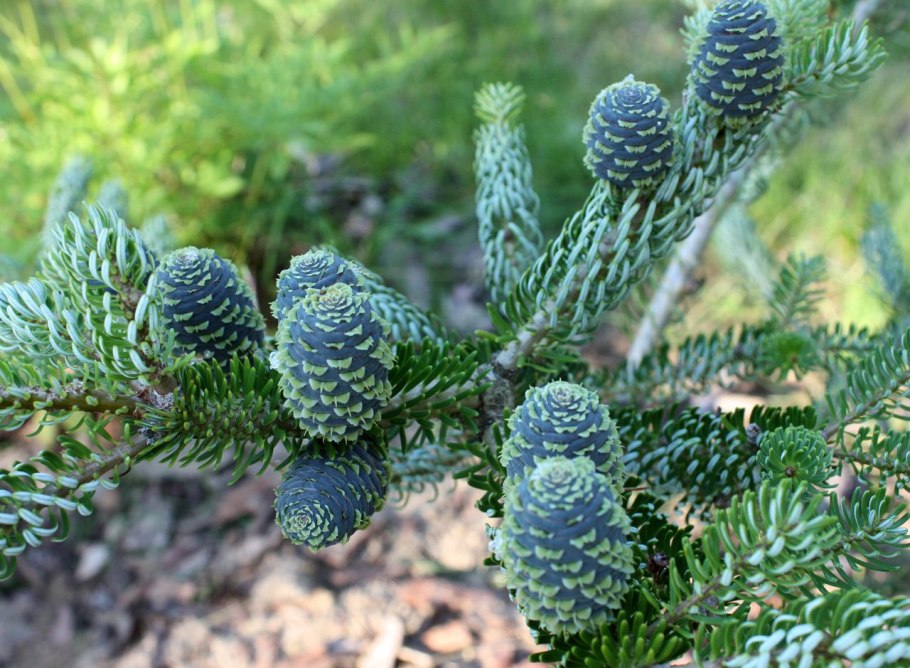 Пихта корейская Абиес Кореана
