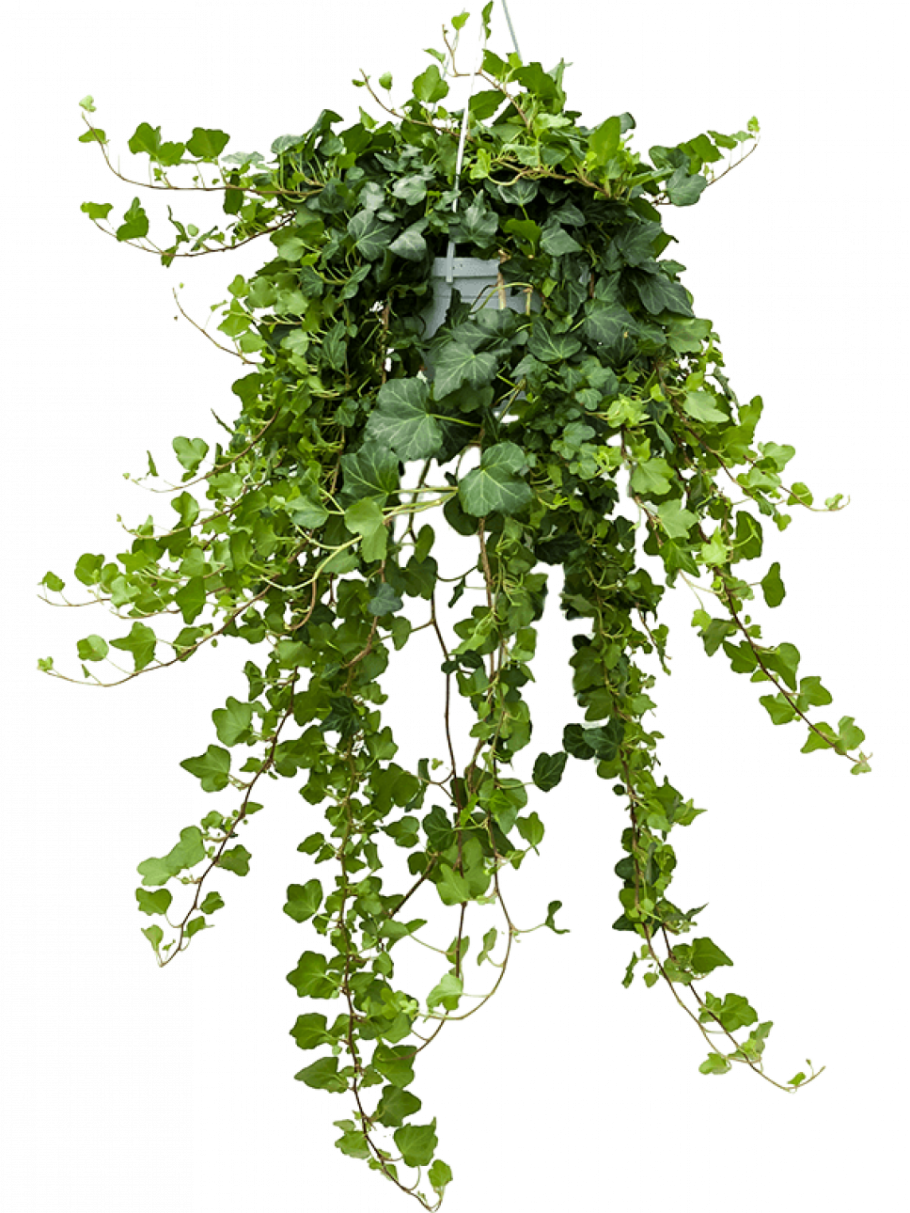 Хедера Хеликс