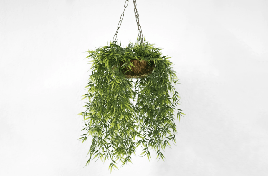 Папоротник Лесной ампельный