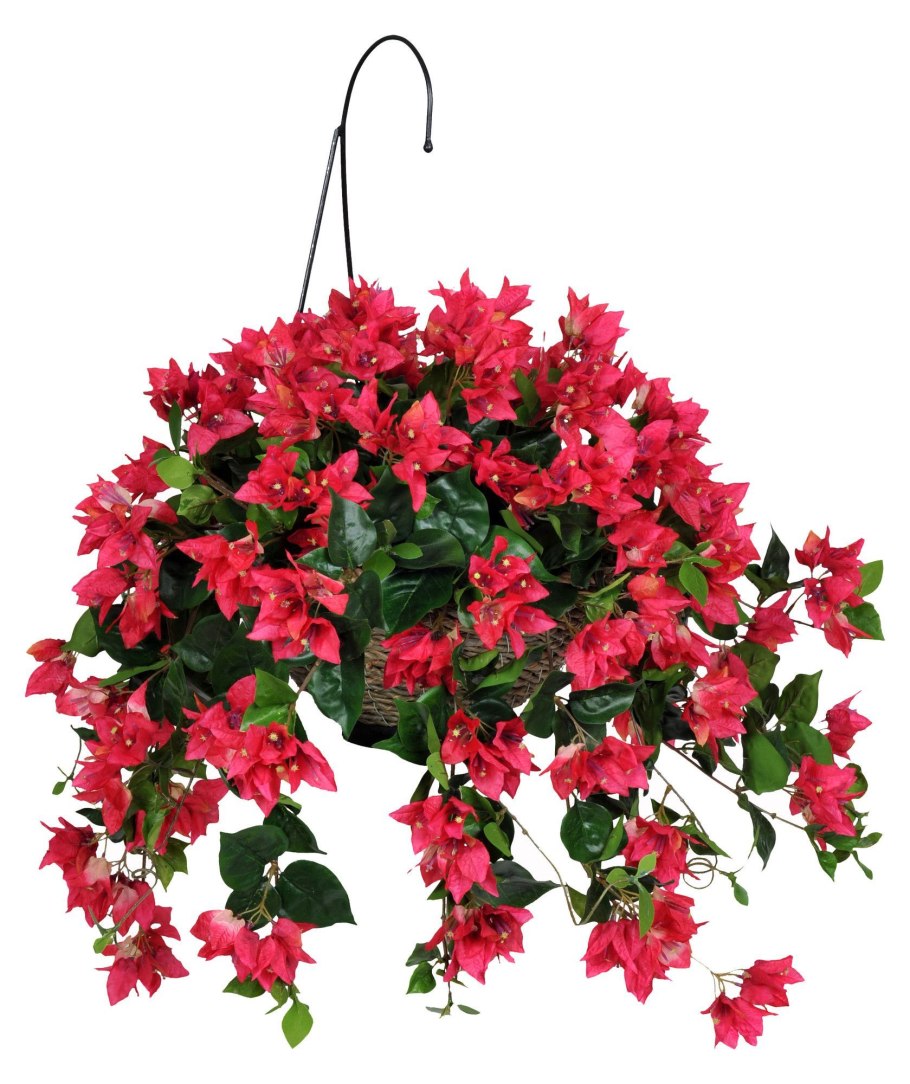 Бугенвиллия ампельная белая