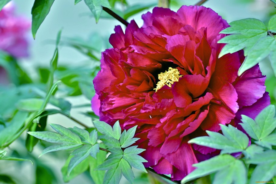 Пион Ито-гибрид Монинг Лилак