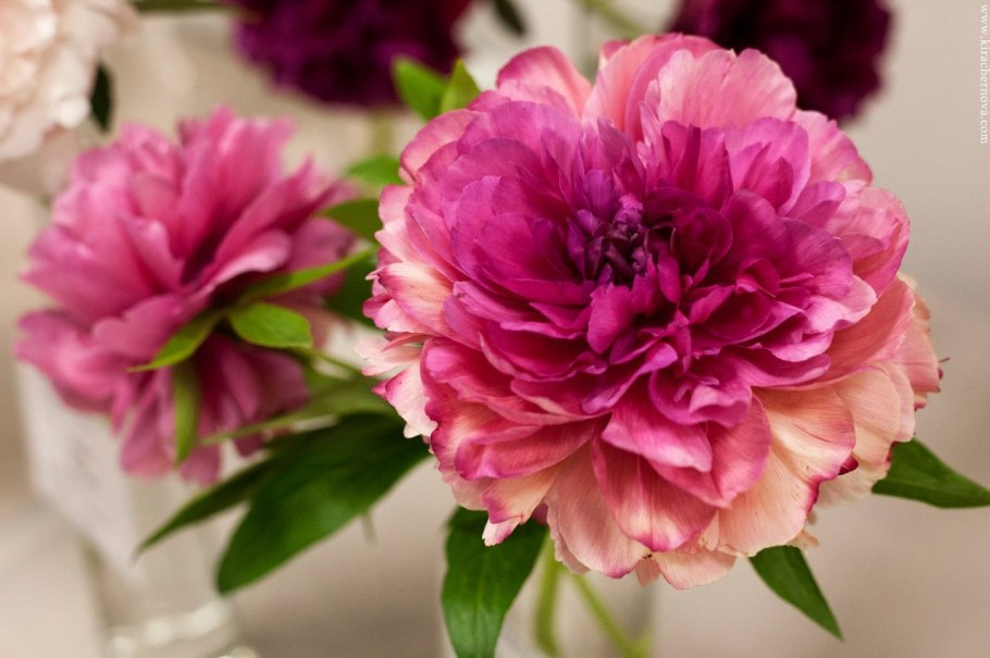 Ито пион Joanna Marlene