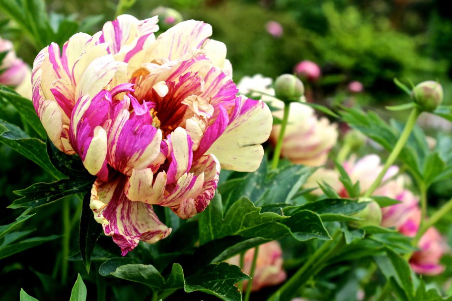 Пион Ито-гибрид фёст эррайвал