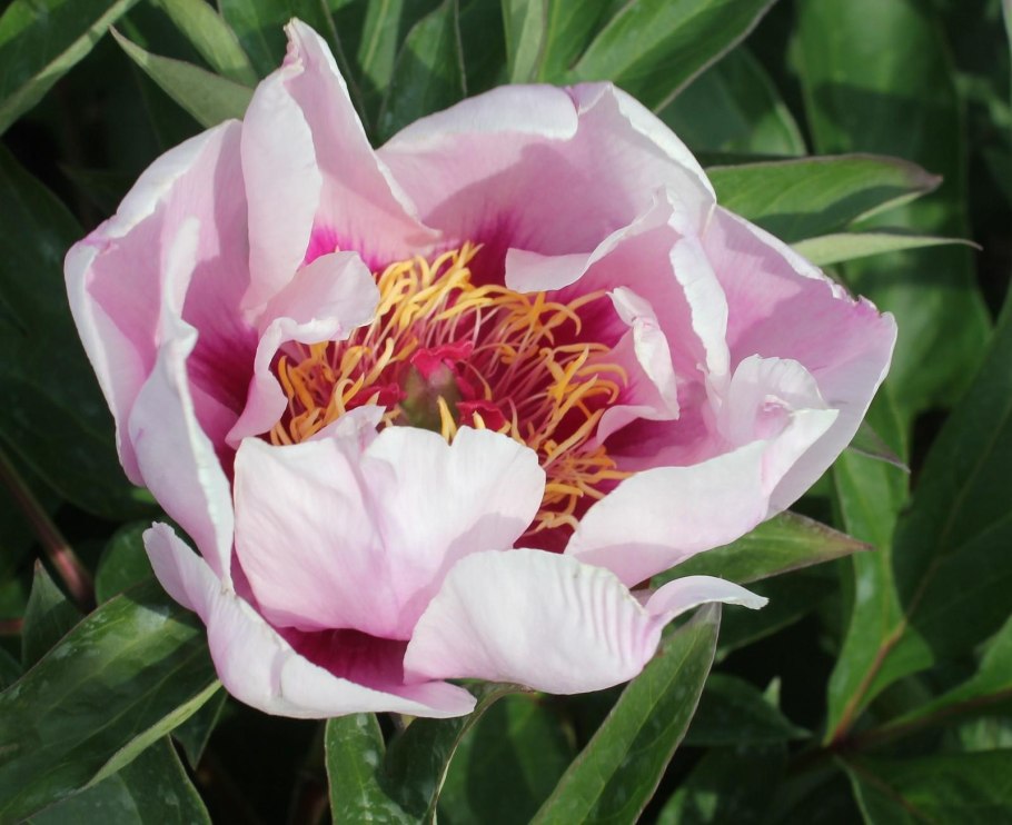 Гранатовые пионы