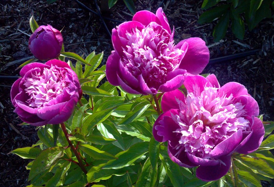 Пион Монинг Лилак