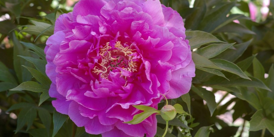 Пион Эдгар Джессеп