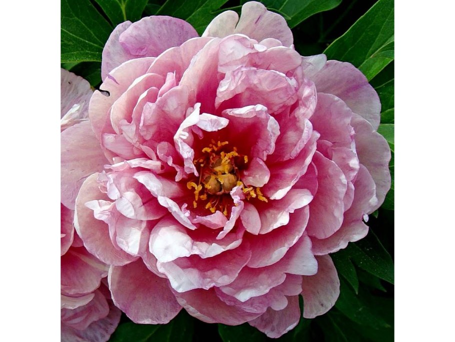 Пион морнинг Лилак Ито