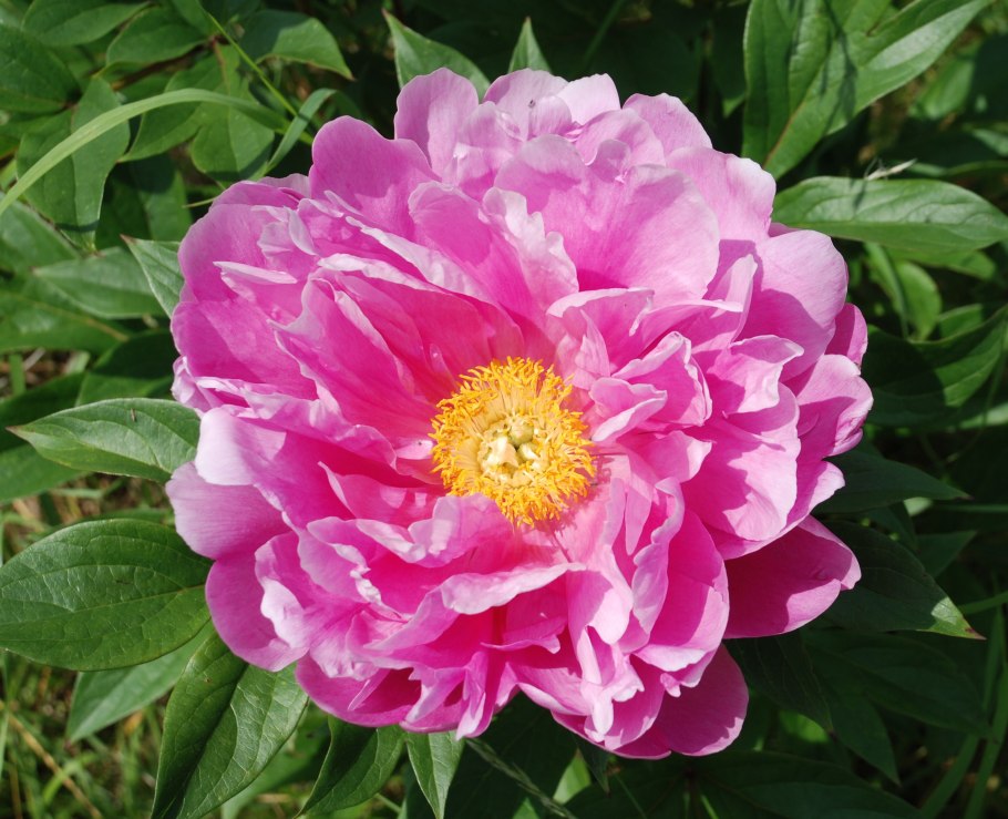 Пион Ивнинг Дрим