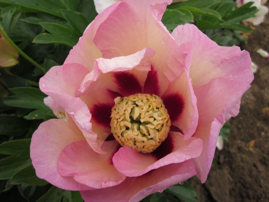 Ито пионы Oochigeas