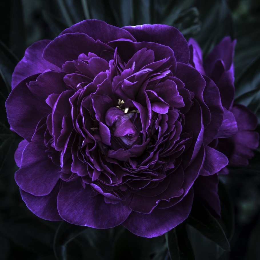 Пион Пурпл Спайдер