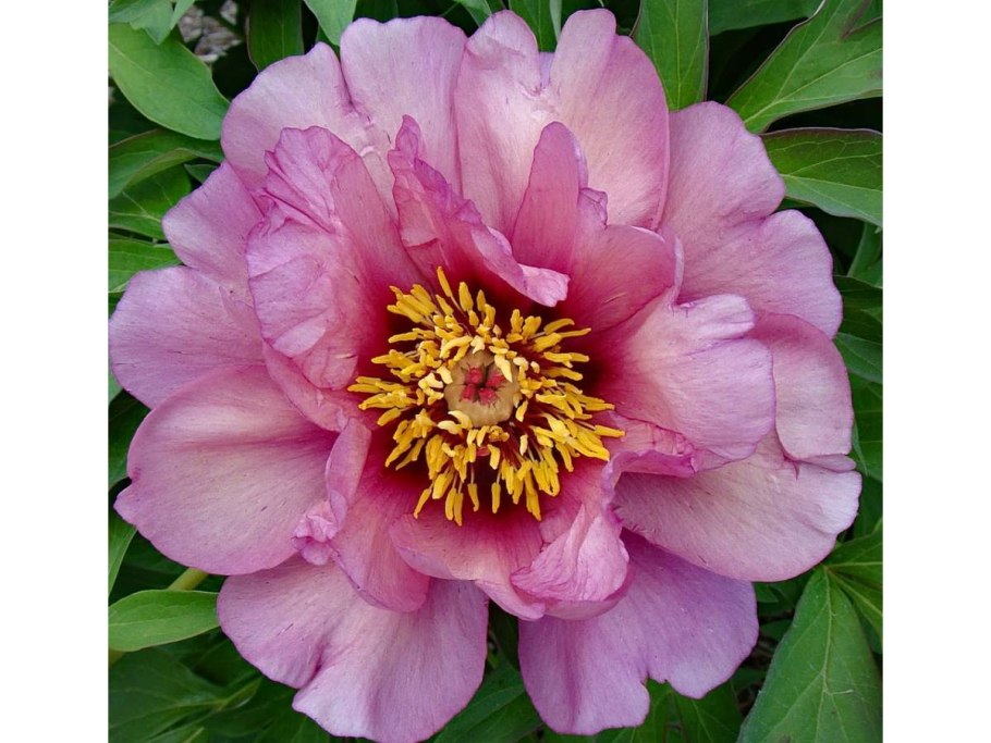 Пион древовидный Шима нишики