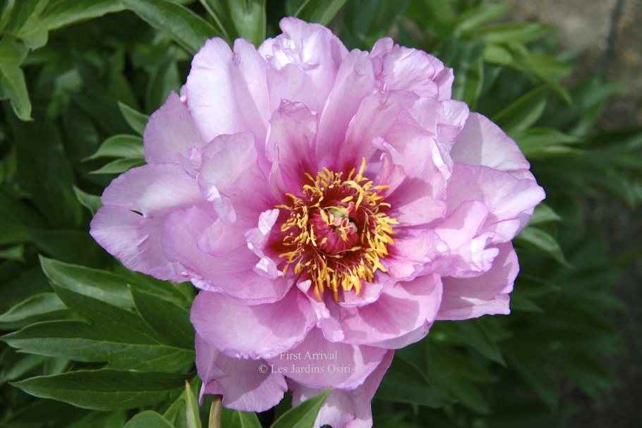 Пион Ито-гибрид Ферст арривал first arrival