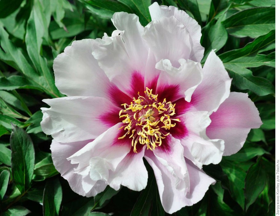 Пион Лемон Дрим