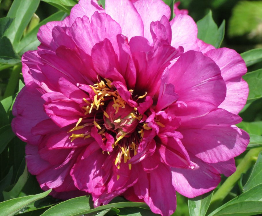 Пион морнинг Лилак Ито