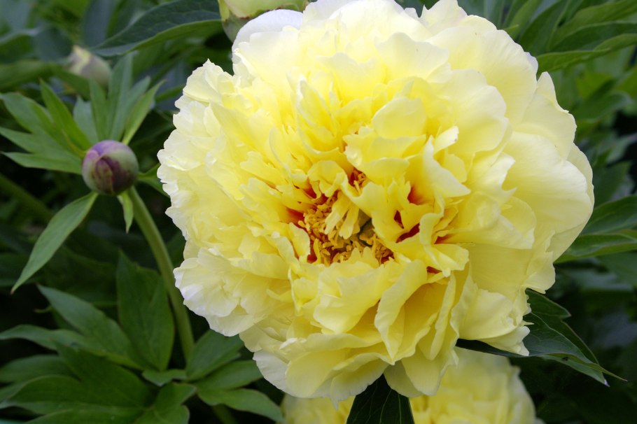 Caroline Constabel пион