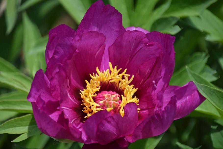 Пион Пинк Дабл